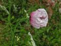 Papaver setigerum